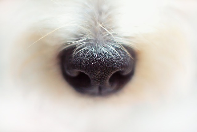 A close-up of a dog's paw with freshly trimmed nails.