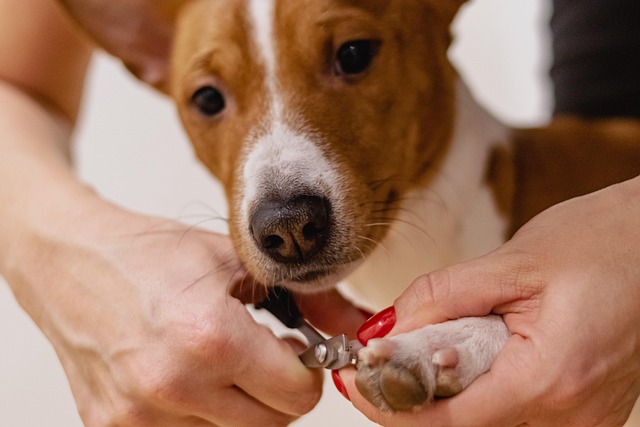 The gentle process of a dog's nail trimming session.